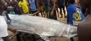 Read more about the article Fisherman Catches a Sword Fish at OYOROKOTO earlier today